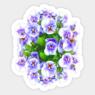 Flower Pansies Sticker